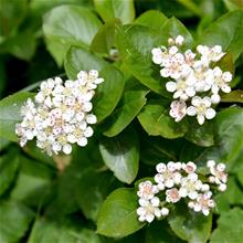 Bild Svartaronia 'Hugin' 10-pack i kruka