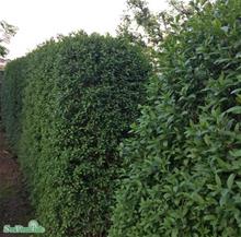 Bild Vinterliguster 'Atrovirens' 10-pack i 2 L kruka