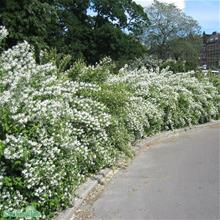 Bild Smultronschersmin 10-pack i kruka