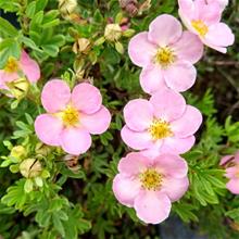 Bild Trädgårdstok 'Pink Beauty' 10-pack i kruka