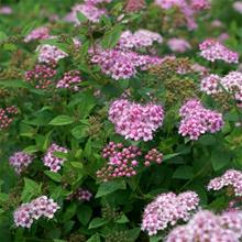 Bild Praktspirea 'Little Princess' 10-pack i kruka
