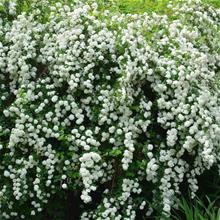 Bild Bukettspirea (x vanhouttei) 10-pack i kruka