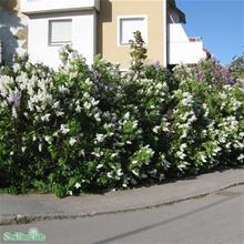 Bild Vit syren 10-pack i kruka