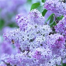 Bild Syren 10-pack i kruka