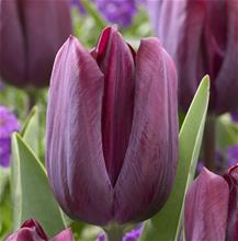 Bild Sen enkel tulpan 'Caviar' 10st