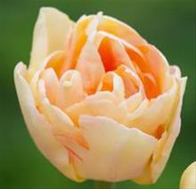 Bild Sen fylld tulpan 'Charming Lady' 8st