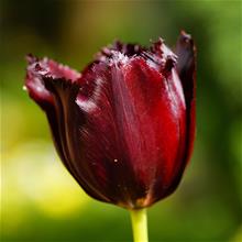 Bild Franstulpan 'Vincent van Gogh' 5st