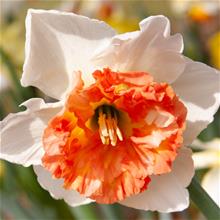 Bild Narciss  'Amadeus Mozart' 5st