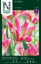 Bild Grönbandad tulpan 'Virichig' 6st