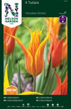 Bild Liljetulpan 'Vendee Globe' 4st