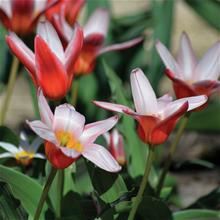 Bild Näckrostulpan 'Heart´s Delight' 7st