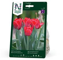 Bild Triumftulpan 'Seadov' 7st