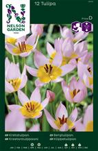 Bild Kretatulpan rosalila/gul 12st