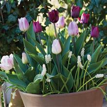 Bild Lökmix LM 'Classic Elegans' mix 27st