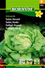 Bild Huvudsallat 'Attractie' (Såband)