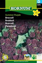 Bild Broccoli, Summer Purple, frö