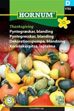 Bild Prydnadspumpa 'Thanksgiving', frö
