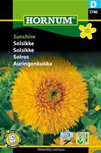 Bild Solros 'Sunshine', frö
