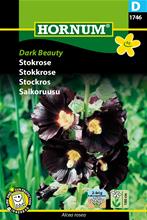 Bild Stockros 'Dark Beauty' frö