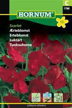 Bild Luktärt 'Scarlet' frö