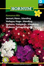 Bild Trädgårdsverbena Romance mix, frö