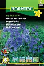 Bild Blåklocka 'Big Blue Bells' frö