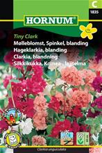 Bild Clarkia Tiny Clark mix, frö