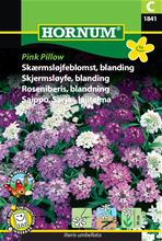 Bild Roseniberis Mix 'Pink Pillow' frö