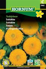 Bild Solros 'Teddybear', frö