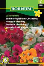 Bild Nemesia Carnival mix, frö