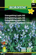 Bild Gröngödning lupin blå, frö