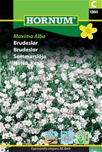 Bild Sommarslöja 'Maxima Alba' frö