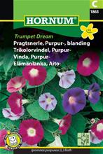 Bild Purpurvinda Trumpet Dream mix, frö