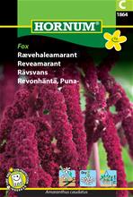 Bild Rävsvans (Amarant) 'Fox' frö