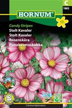 Bild Rosenskära 'Candy Stripes' frö