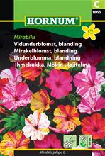 Bild Underblomma Mix 'Mirabilis' frö