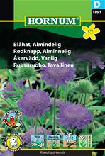 Bild Åkervädd, Vanlig, frö