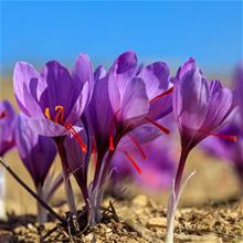 Bild Saffranskrokus 15st