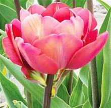 Bild Sen fylld tulpan 'Ridgedale' 10st