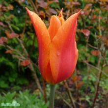 Bild Liljeulpan 'Ballerina' 10st