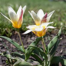 Bild Näckrostulpan 'Ice Stick' 10st