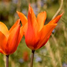 Bild Triumftulpan 'Veronique Sanson' 10st