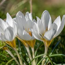 Bild Hybridbägarkrokus 'Snowbuntning' 20st