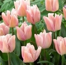 Bild Triumftulpan 'Rejoice' 10st