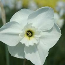 Bild Stjärnnarciss 'Princess Zaide' 5st