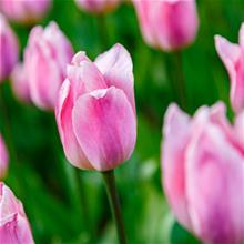 Bild Darwinhybridtulpan 'Light and Dreamy' 8st