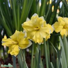 Bild Stjärnnarciss 'Cassata' 5st