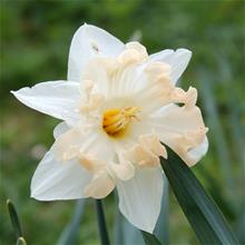 Bild Stjärnnarciss 'Palmares' 5st