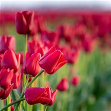 Bild Triumftulpan 'Bastogne' 10st