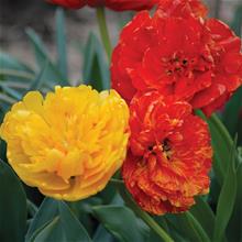 Bild Sen fylld tulpan 'Sun Lover' 5st